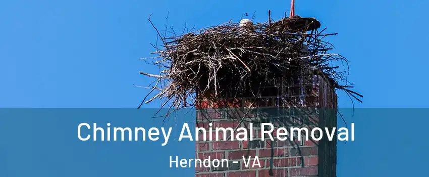  Chimney Animal Removal Herndon - VA