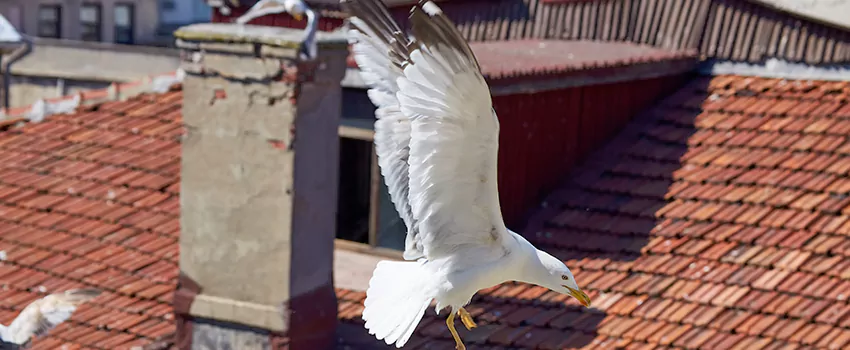 Residential Chimney Animal Removal Solution in Herndon, VA