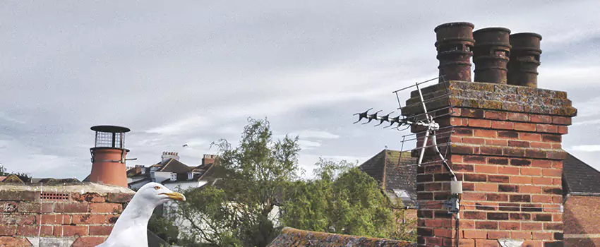 Chimney Cleaning And Restoration in Herndon, Virginia